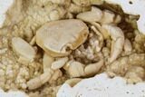 Fossil Crab (Potamon) Preserved in Travertine - Turkey #106454-5